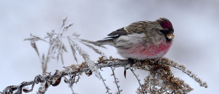 Zimowe liczenie ptaków
