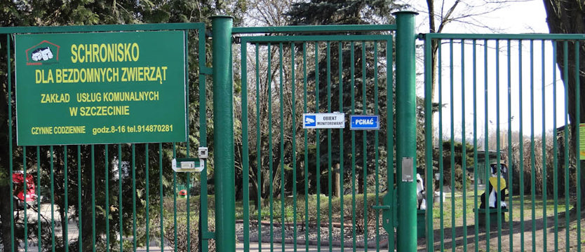 Możesz - pomóż. Schroniskowe psy i koty czekają!