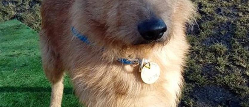 Słodziak, czyli biszkoptowy Bongo