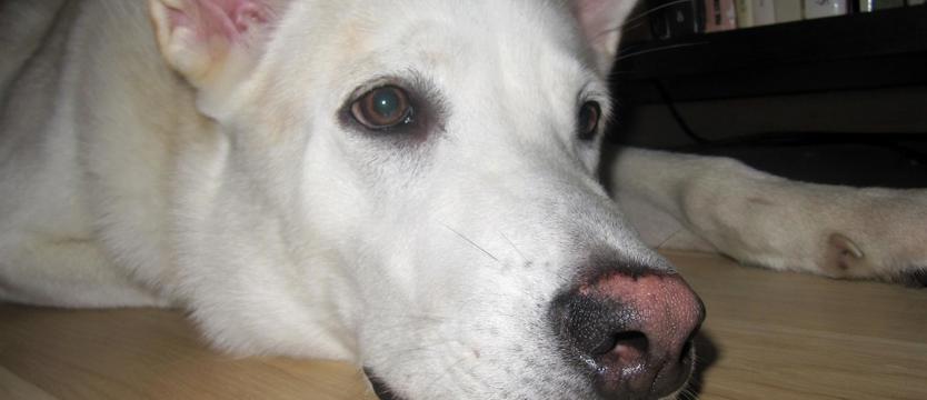 Wybieramy superpsiaka!