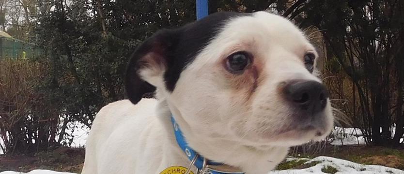 Świat według Ciapka