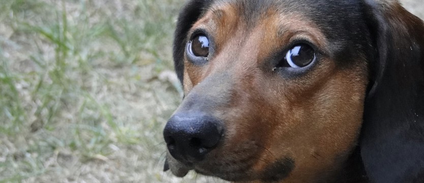 Wybieramy Superpsiaka 2018