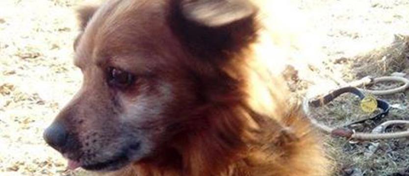 Skarb, czyli rudy Staś