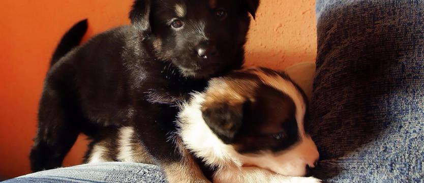 Schronisko w (świątecznej) przerwie