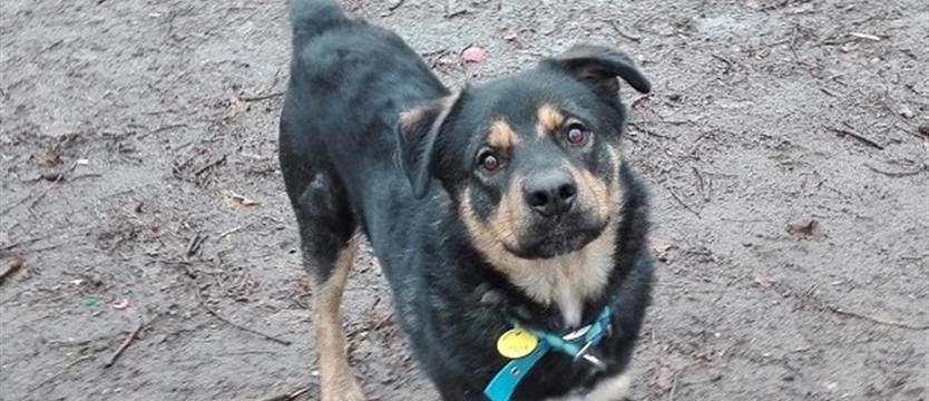 Kajko wypatruje człowieka