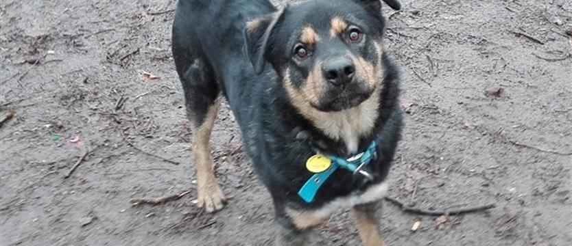 Kajko wypatruje człowieka