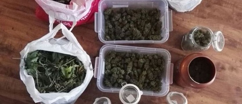 Zlikwidowali domową plantację marihuany
