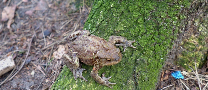 Remontują „Szmaragd” i baczą na ropuchy