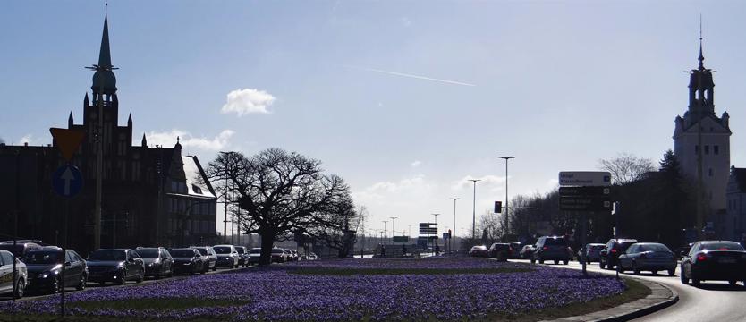 Krokusy za krokusy. Ostrość na kwiaty