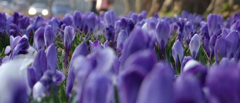 Zapraszamy do krokusowej zabawy!