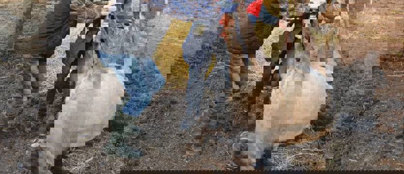 Dramat koni. Pracownik uniwersytetu wyzywany od morderców