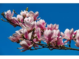 Zakwitły w mieście magnolii