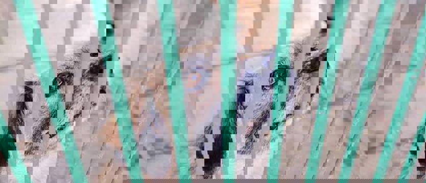 Szansa wielka na mały Ogonek