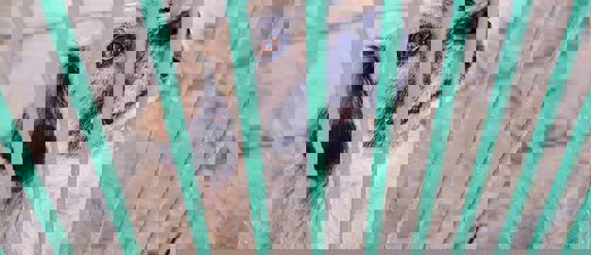 Szansa wielka na mały Ogonek