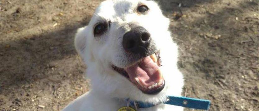 O lepszą historię także dla Czipa