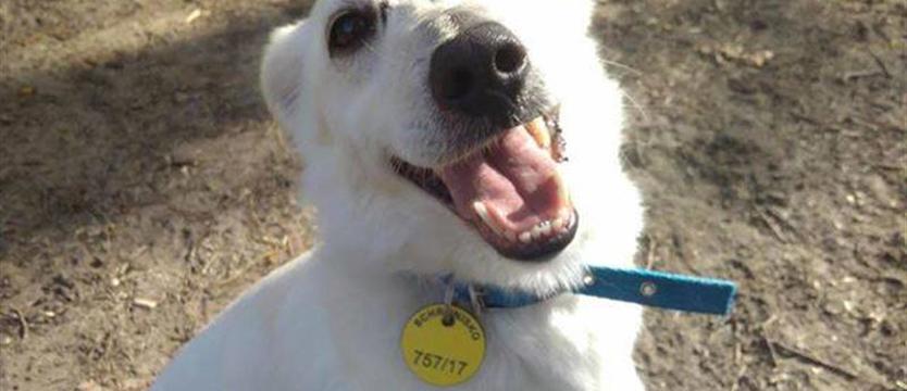 O lepszą historię także dla Czipa