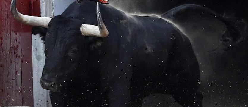 Wielki byk ukrył się w polu kukurydzy. Chcą go schwytać na krowę