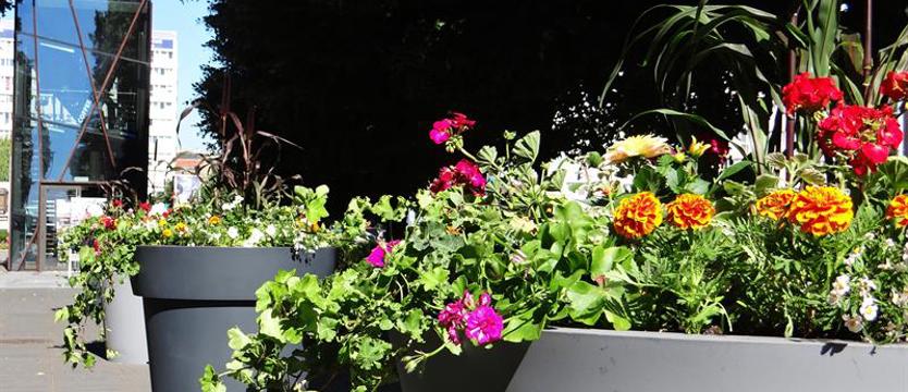 Kwiaty w szarej alei