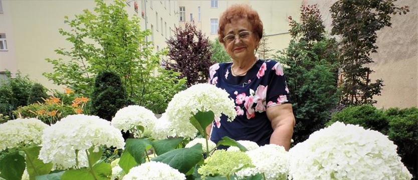 Cały Szczecin w kwiatach. Zakątek z hortensjami