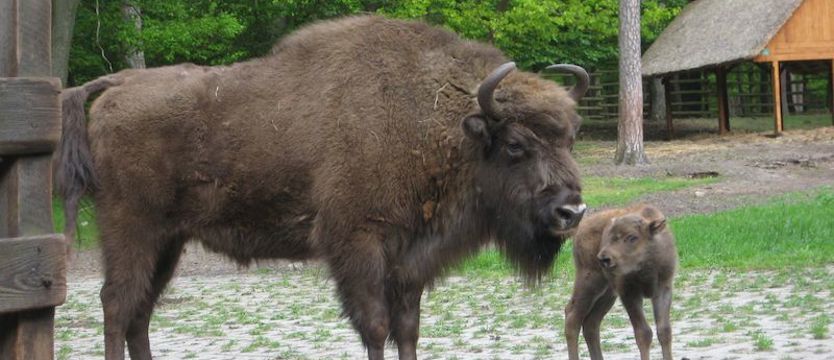 Pod Kawczą Górą. Poniedziałki z WPN