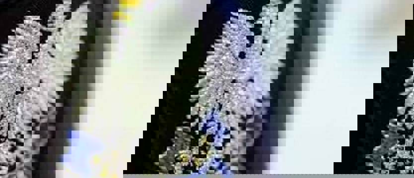 Uratowali starszą panią