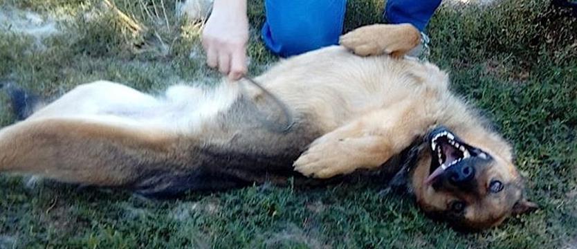 Timur (jeszcze) bez drużyny