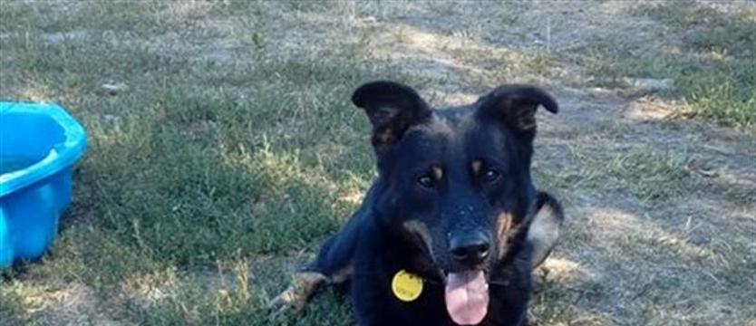 Rodos dziś w schronisku