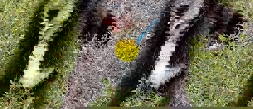 Pan Japa dziś w schronisku