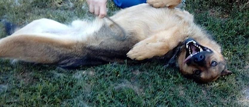 Timur (jeszcze) bez drużyny