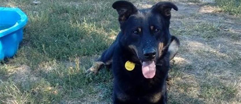 Rodos dziś w schronisku