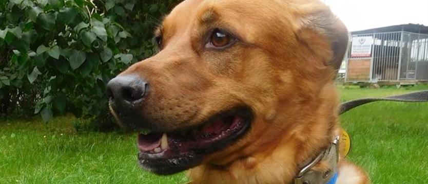 Przygarnij rudzielca