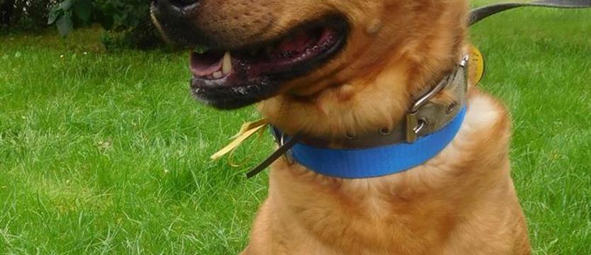 Przygarnij rudzielca