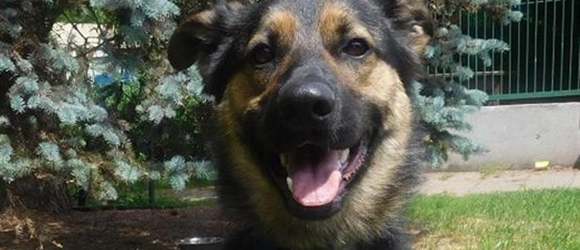 Hasz, czyli w pogoni za szczęściem