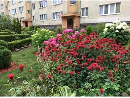 Cały Szczecin w kwiatach. Podwórko z ogrodem dla siebie i sąsiadów