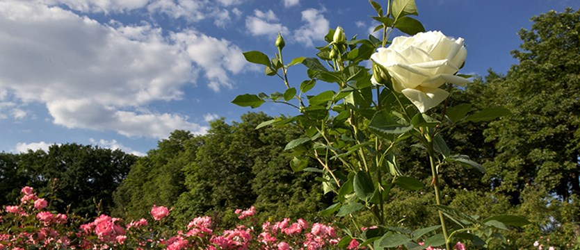 Różany ogród w Forst