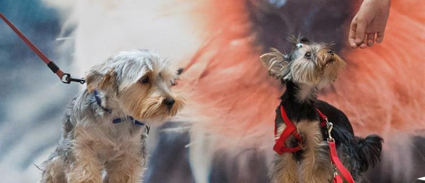 Nie widać, ale słychać