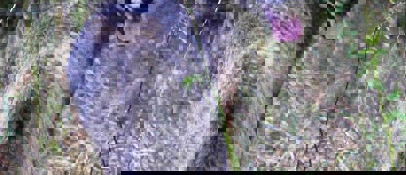 Wilczyca wbiegła do hotelu w czeskich Karkonoszach