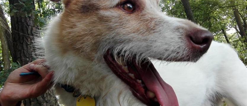 Kumpel Jack do wzięcia