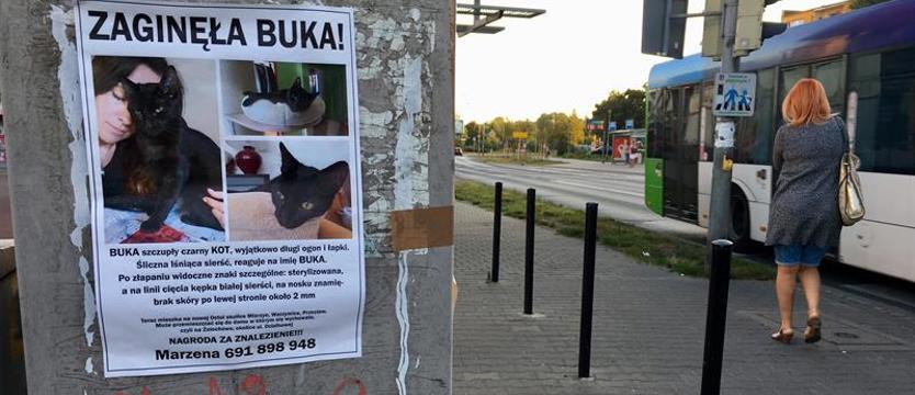 Kocie zagubienie. Buka, gdzie jesteś?