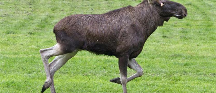 O odwołanie miejskiego łowczego