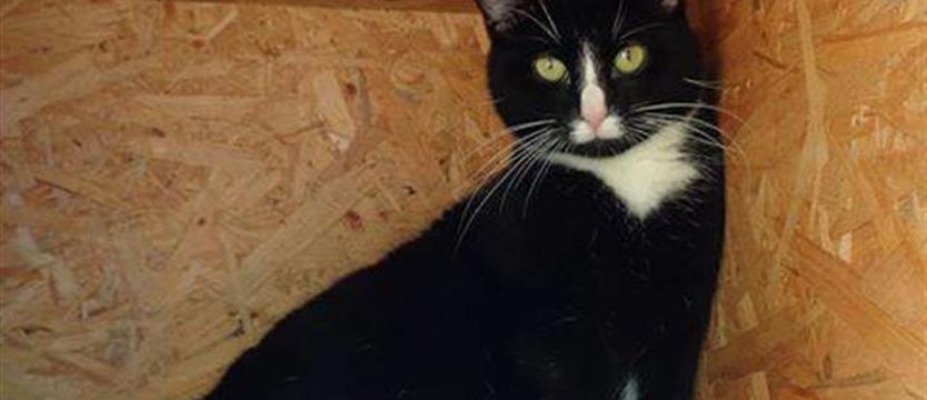 Miłosz dziś w wielkim w strachu