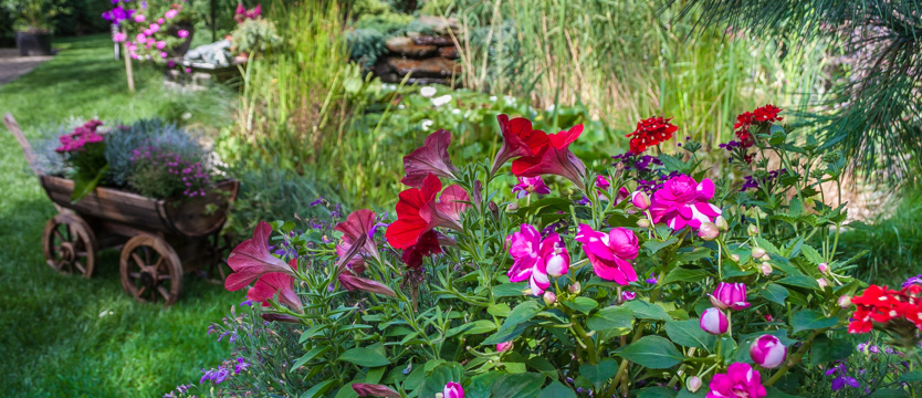 Cały Szczecin w kwiatach. Głosuj na najlepszego!