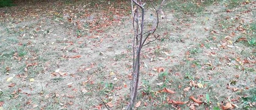 O parkową zieleń zadbali inaczej