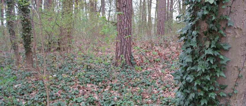 Piknik integracyjny w Parku Leśnym Klęskowo