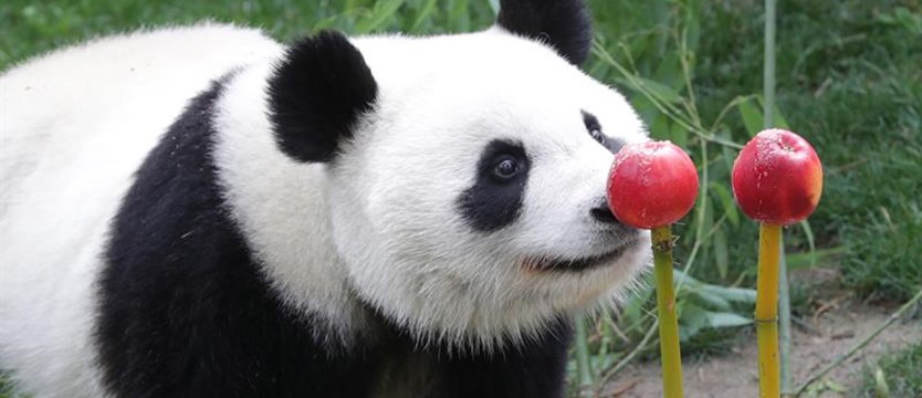 Tort na drugie urodziny pandy