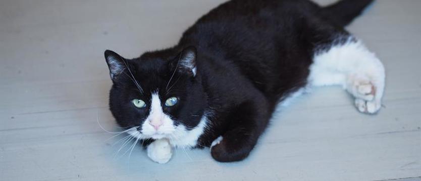 Szarki (nie) z tej bajki