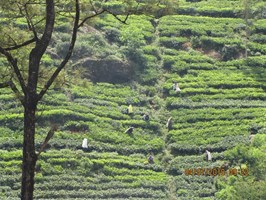 Sri Lanka: słonie i herbata
