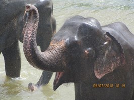 Sri Lanka: słonie i herbata