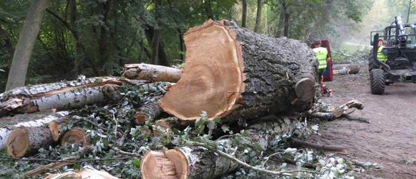 Petycja obywatelska oskarża urzędników miasta