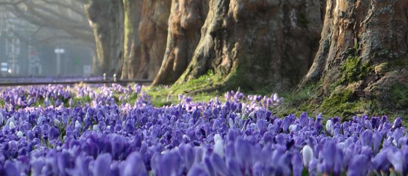 Tysiące krokusów posadzą na placu Tobruckim